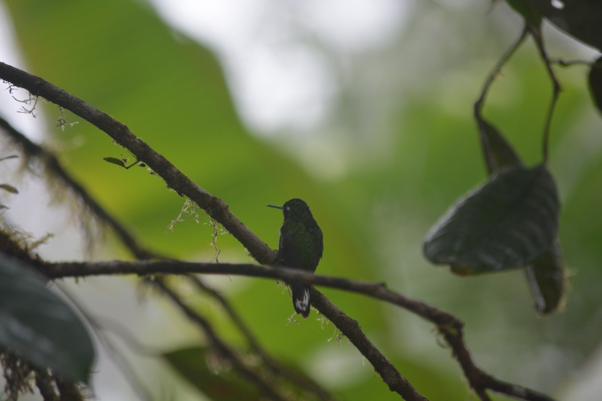 Purple-bibbed Whitetip - ML624102328