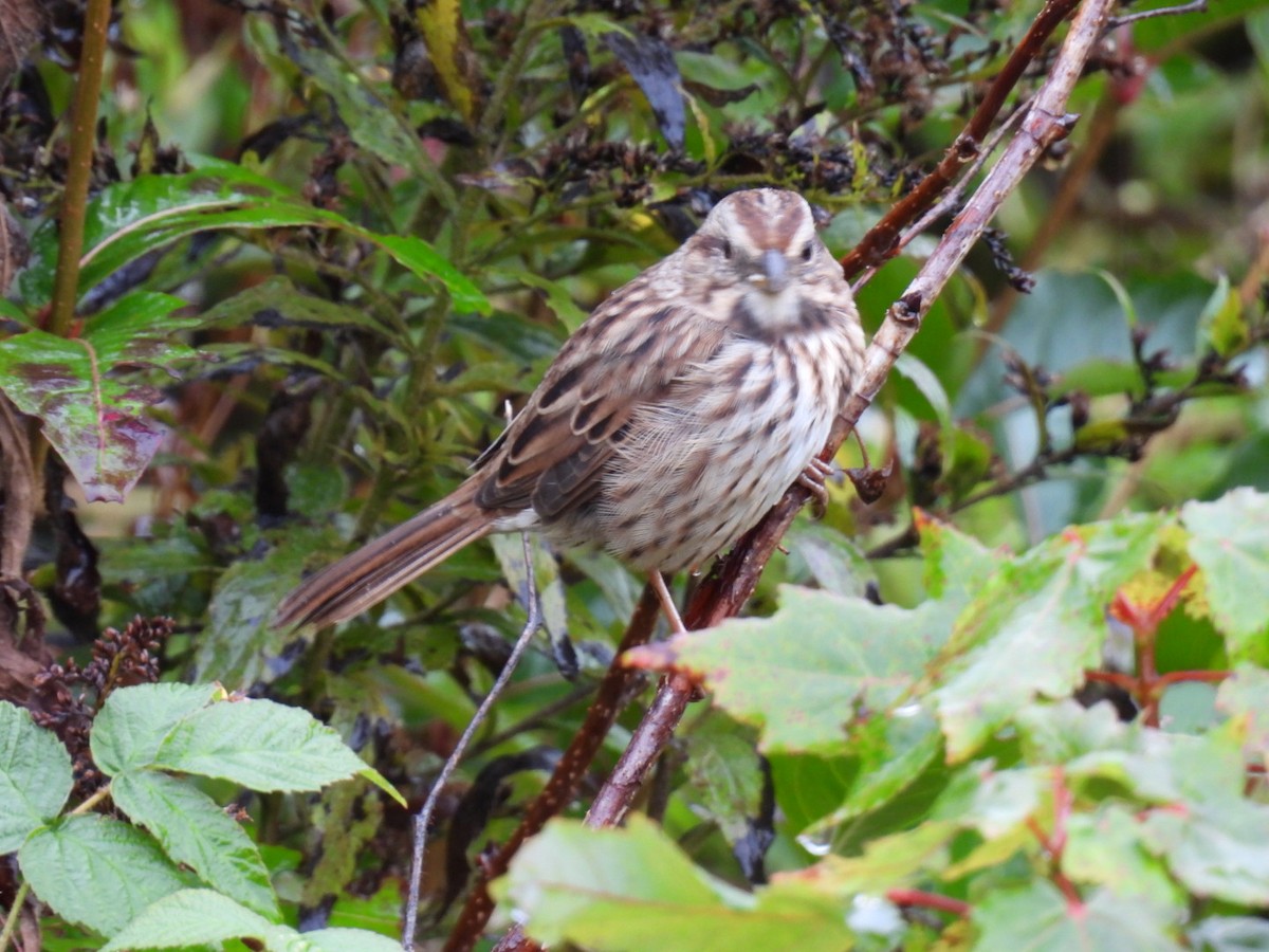 Song Sparrow - Joseph McGill