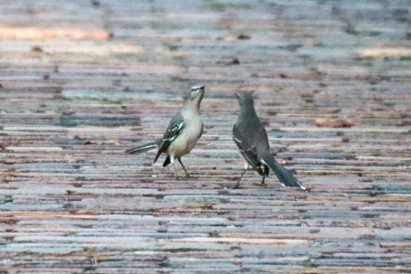 Northern Mockingbird - ML624102336