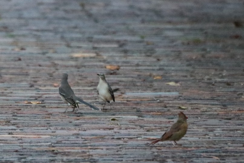 Northern Mockingbird - ML624102337