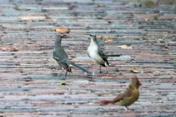 Northern Mockingbird - ML624102338