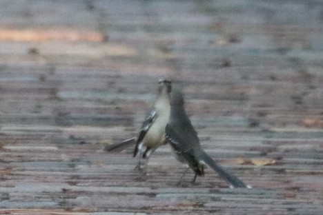 Northern Mockingbird - ML624102339