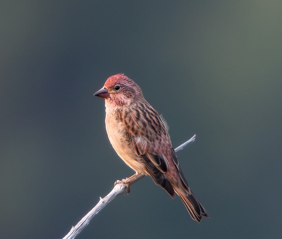 Cassin's Finch - ML624102353