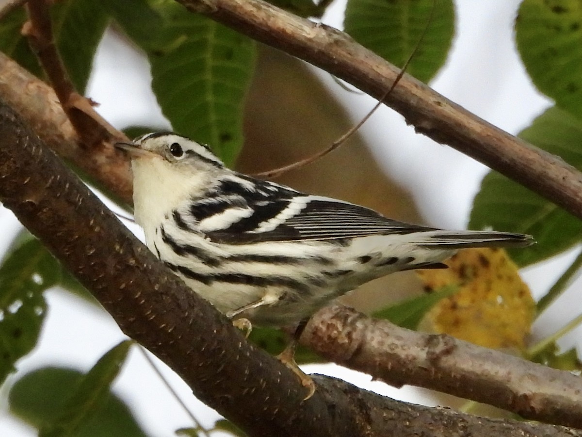 Black-and-white Warbler - ML624102406