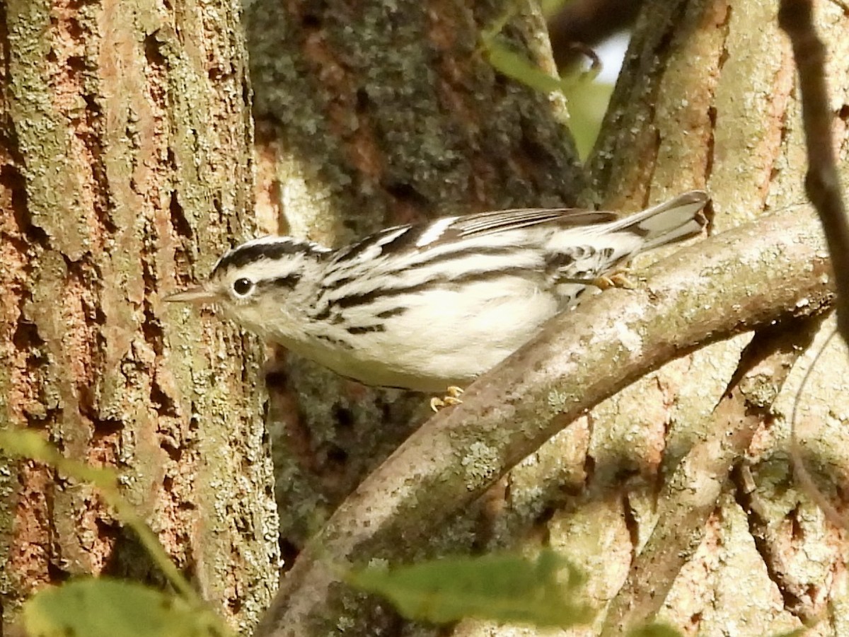 Black-and-white Warbler - ML624102408