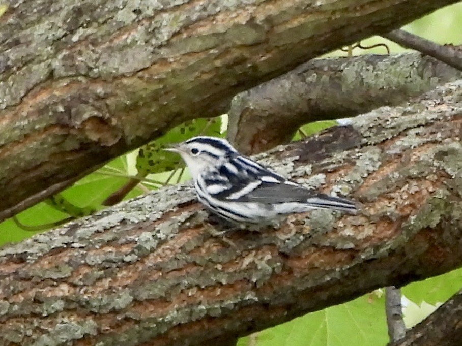 Black-and-white Warbler - ML624102409