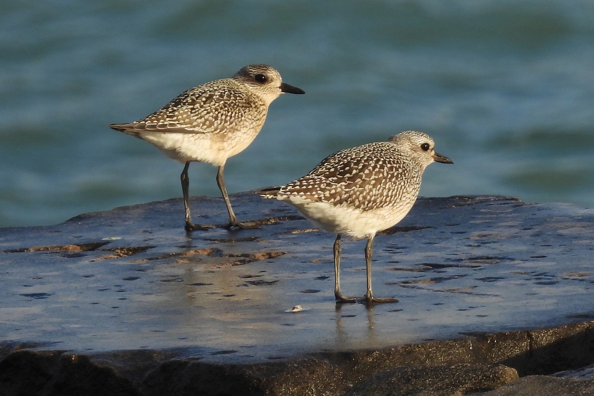 Black-bellied Plover - ML624102411