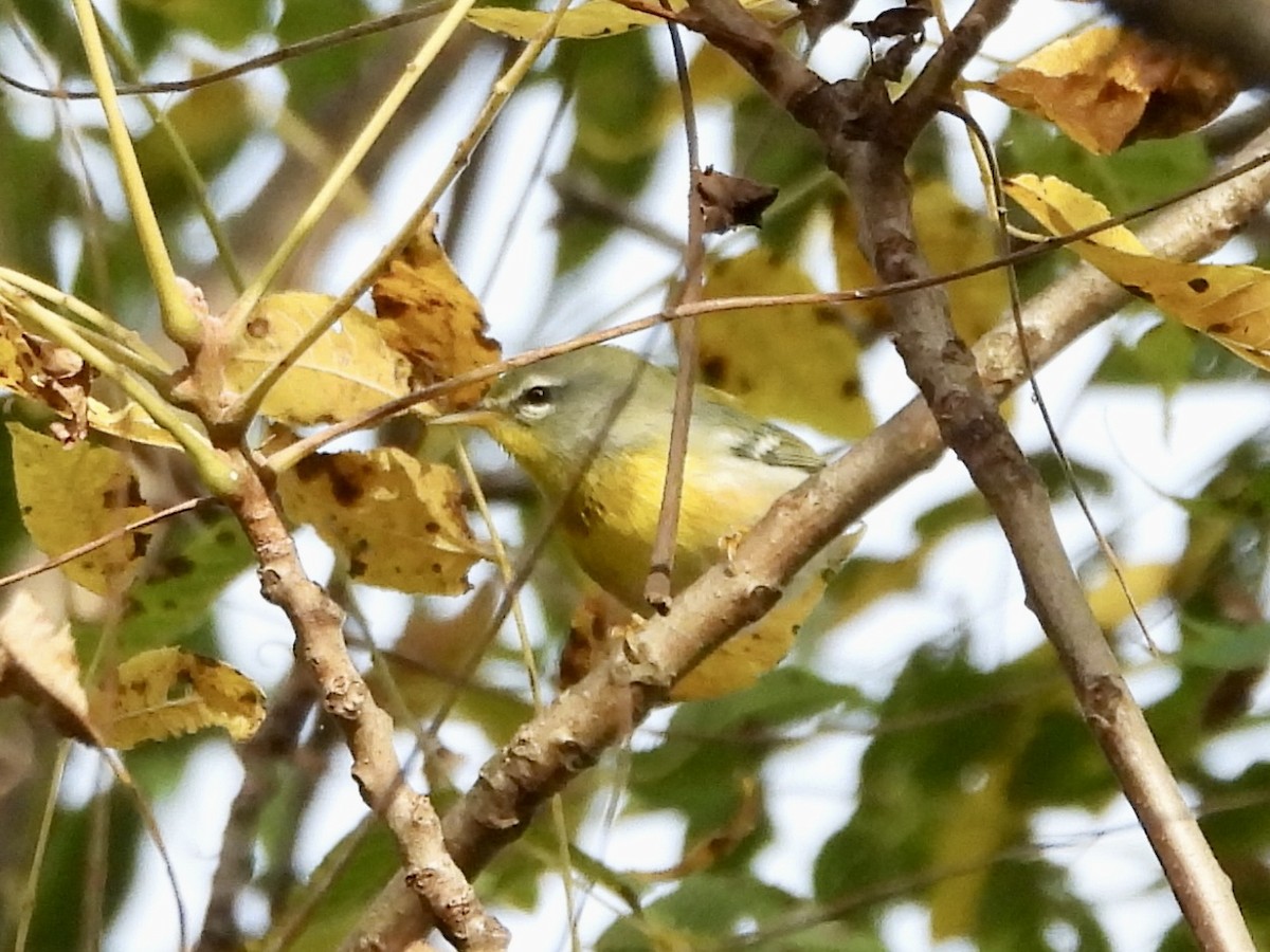 Northern Parula - ML624102420