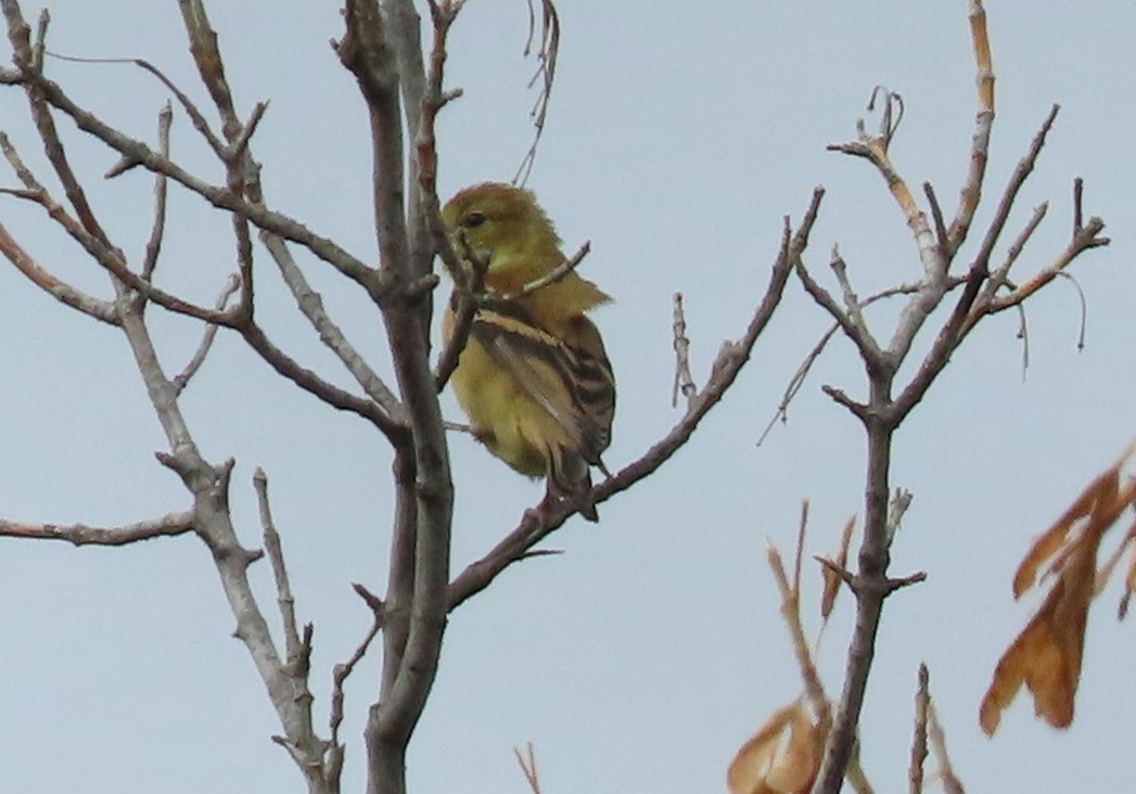 American Goldfinch - ML624102421