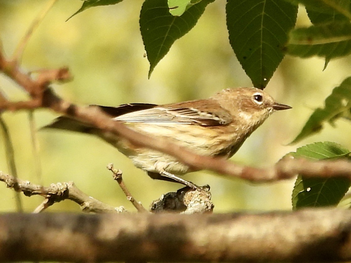 Yellow-rumped Warbler - ML624102429