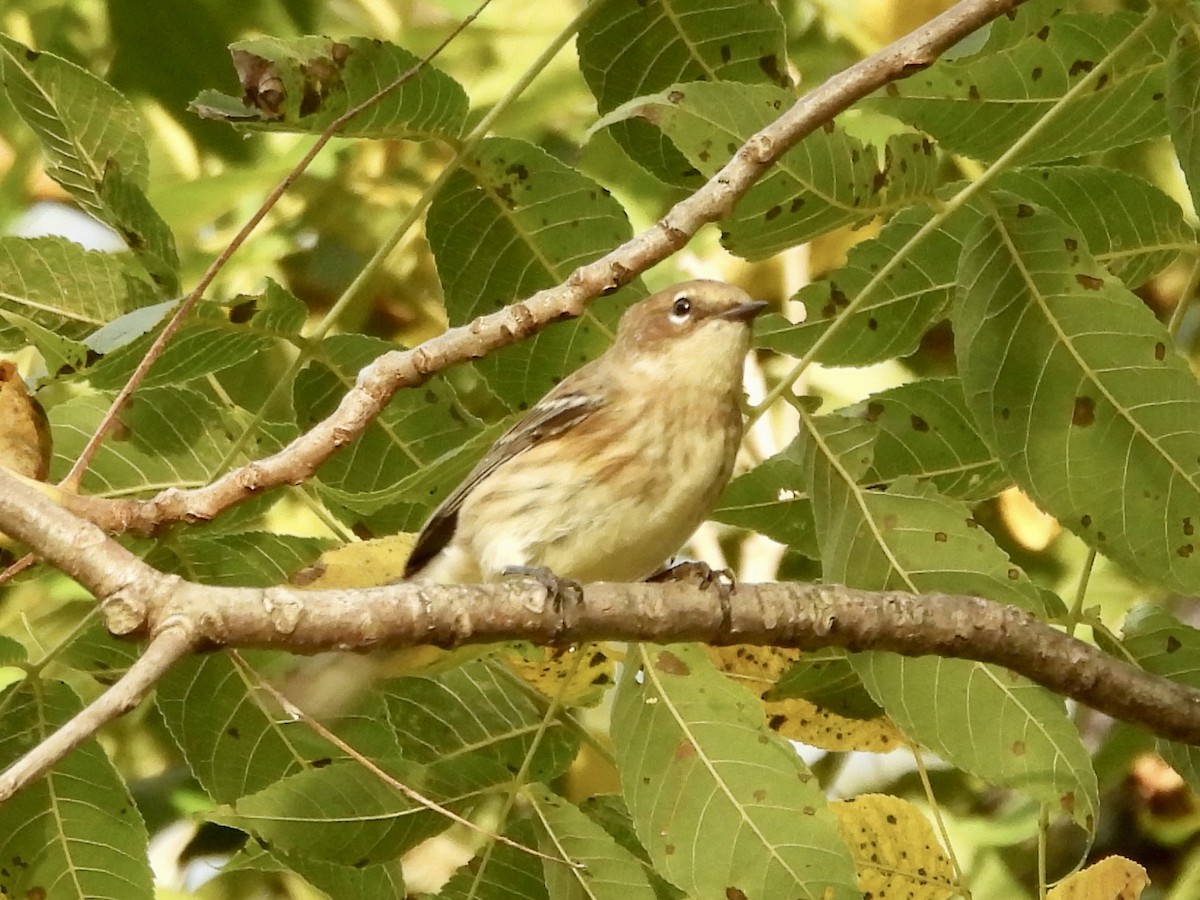 Yellow-rumped Warbler - ML624102430