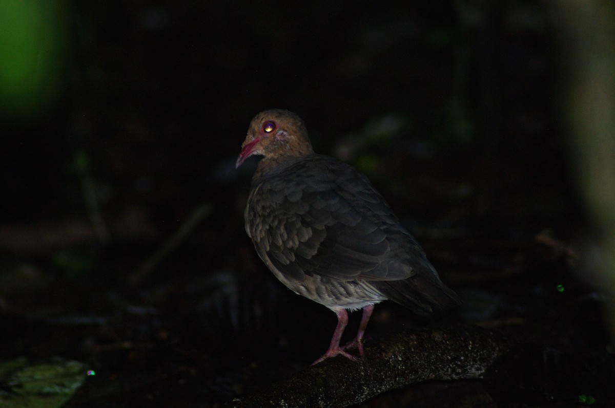 Ruddy Quail-Dove - ML624102432