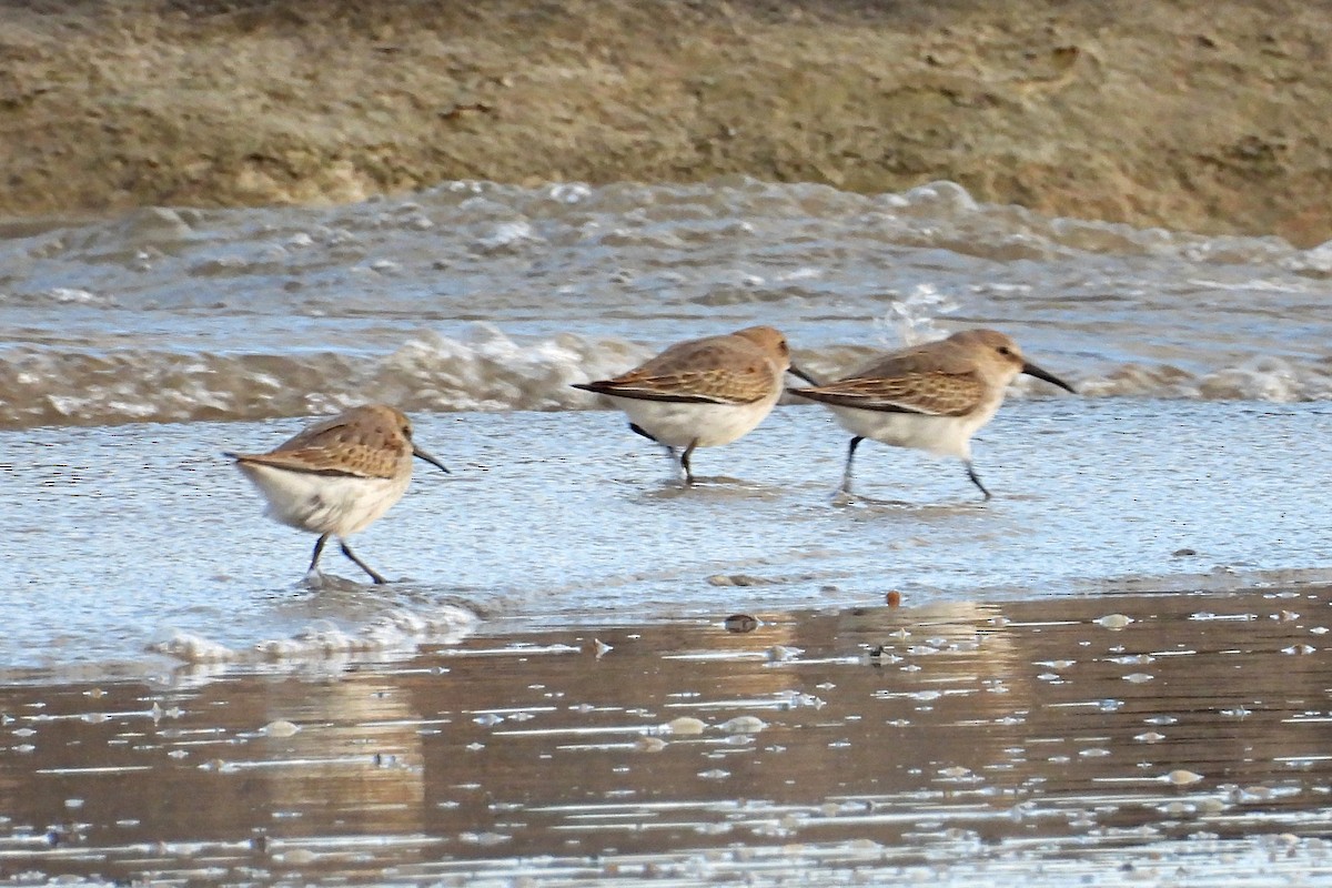 Dunlin - ML624102434