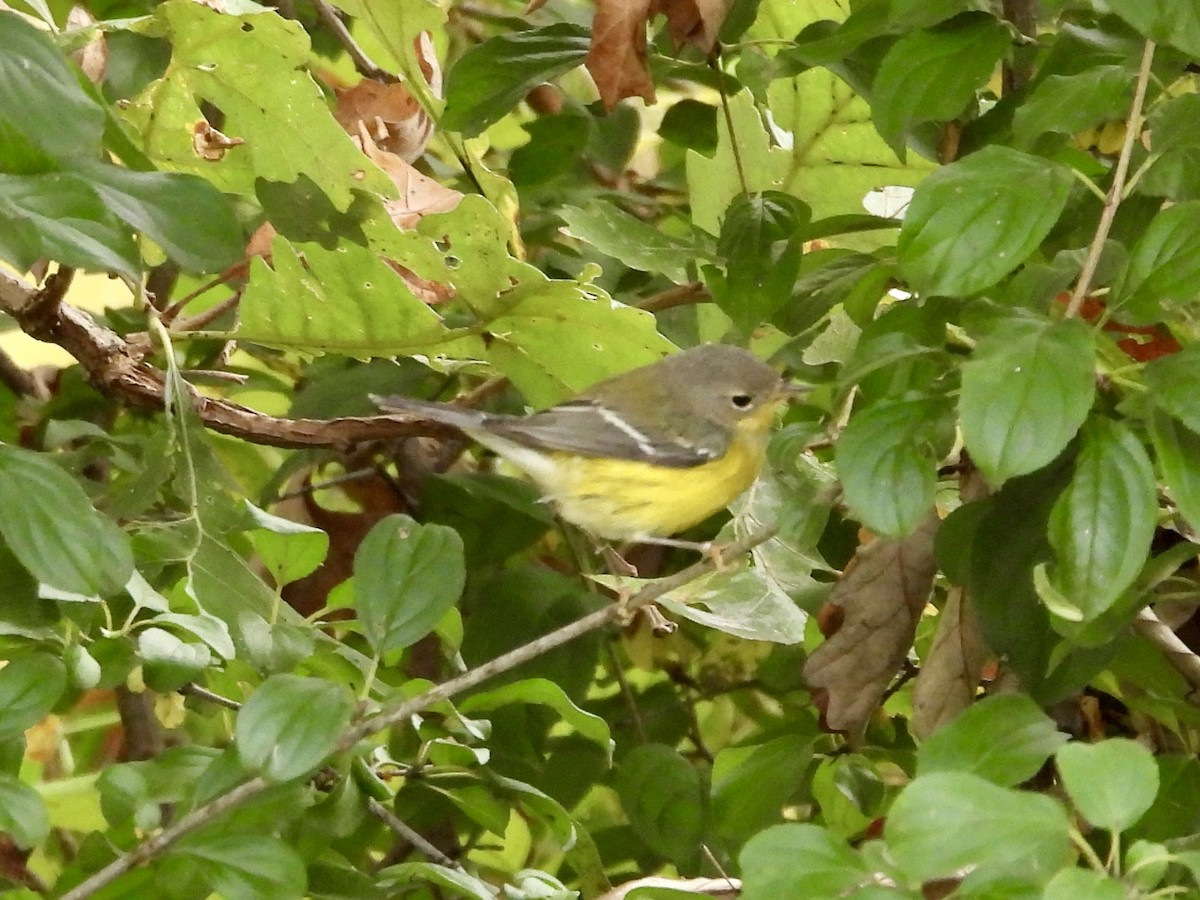 Magnolia Warbler - ML624102436