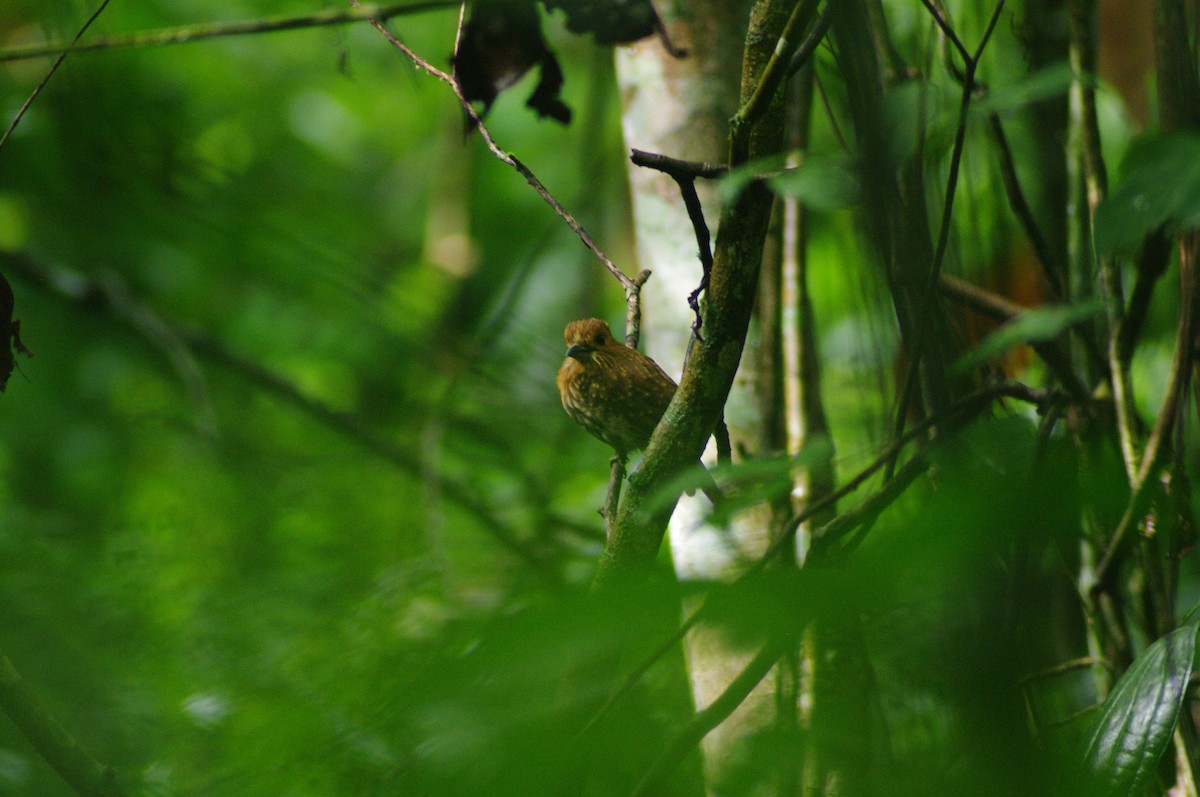 White-whiskered Puffbird - ML624102437