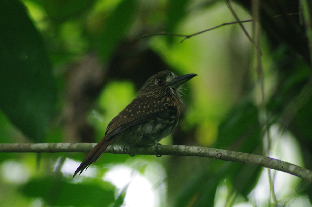 White-whiskered Puffbird - ML624102438