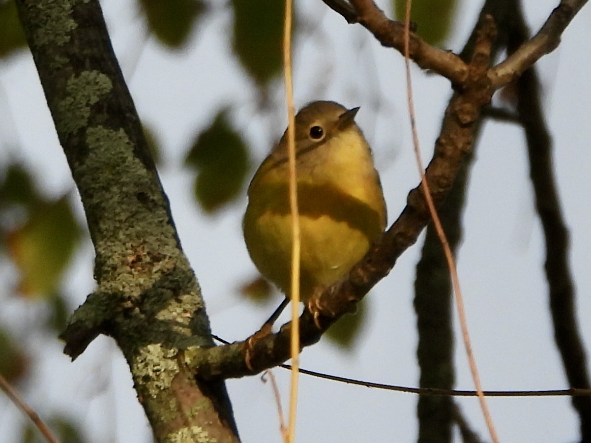 Nashville Warbler - ML624102439