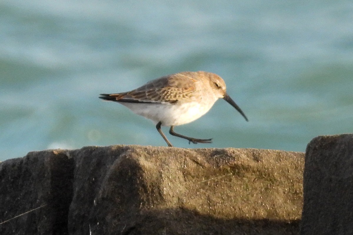 Dunlin - ML624102442