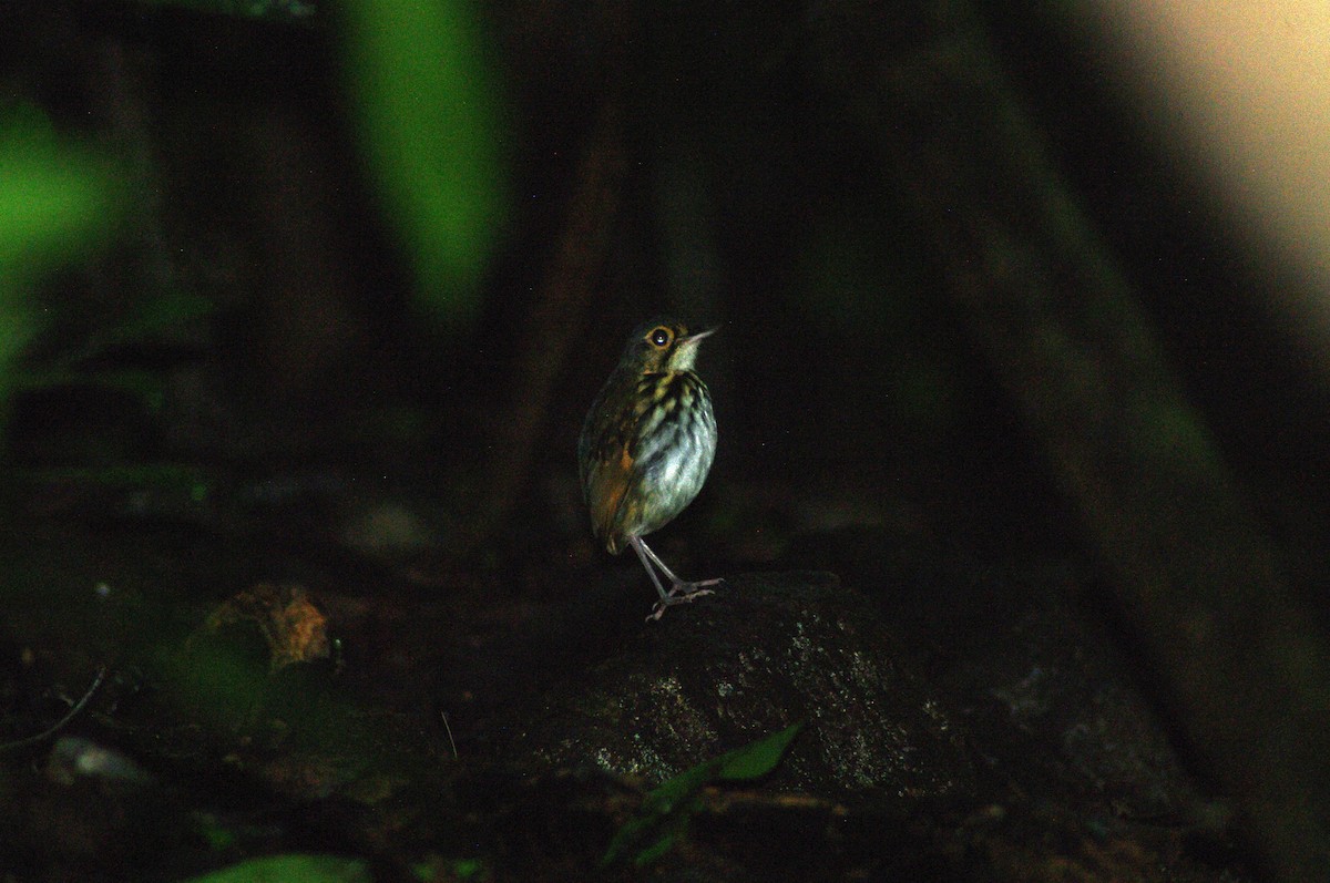 Streak-chested Antpitta - ML624102446