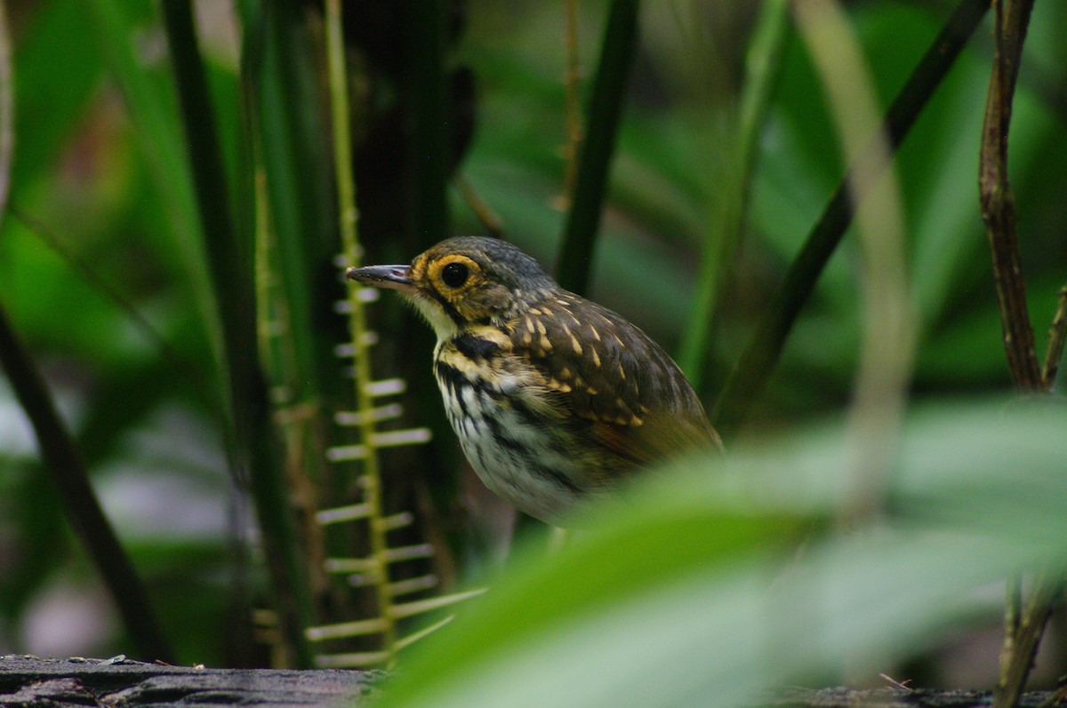Streak-chested Antpitta - ML624102448