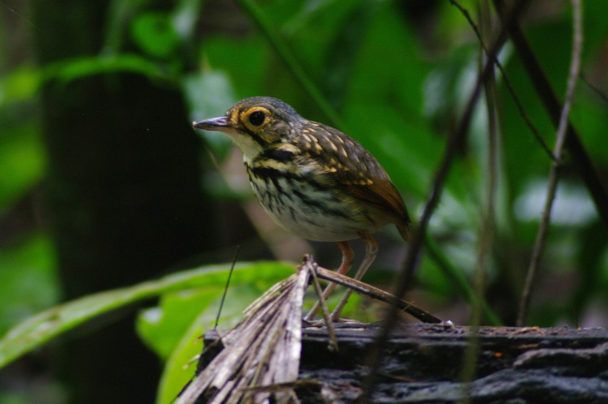 Streak-chested Antpitta - ML624102449
