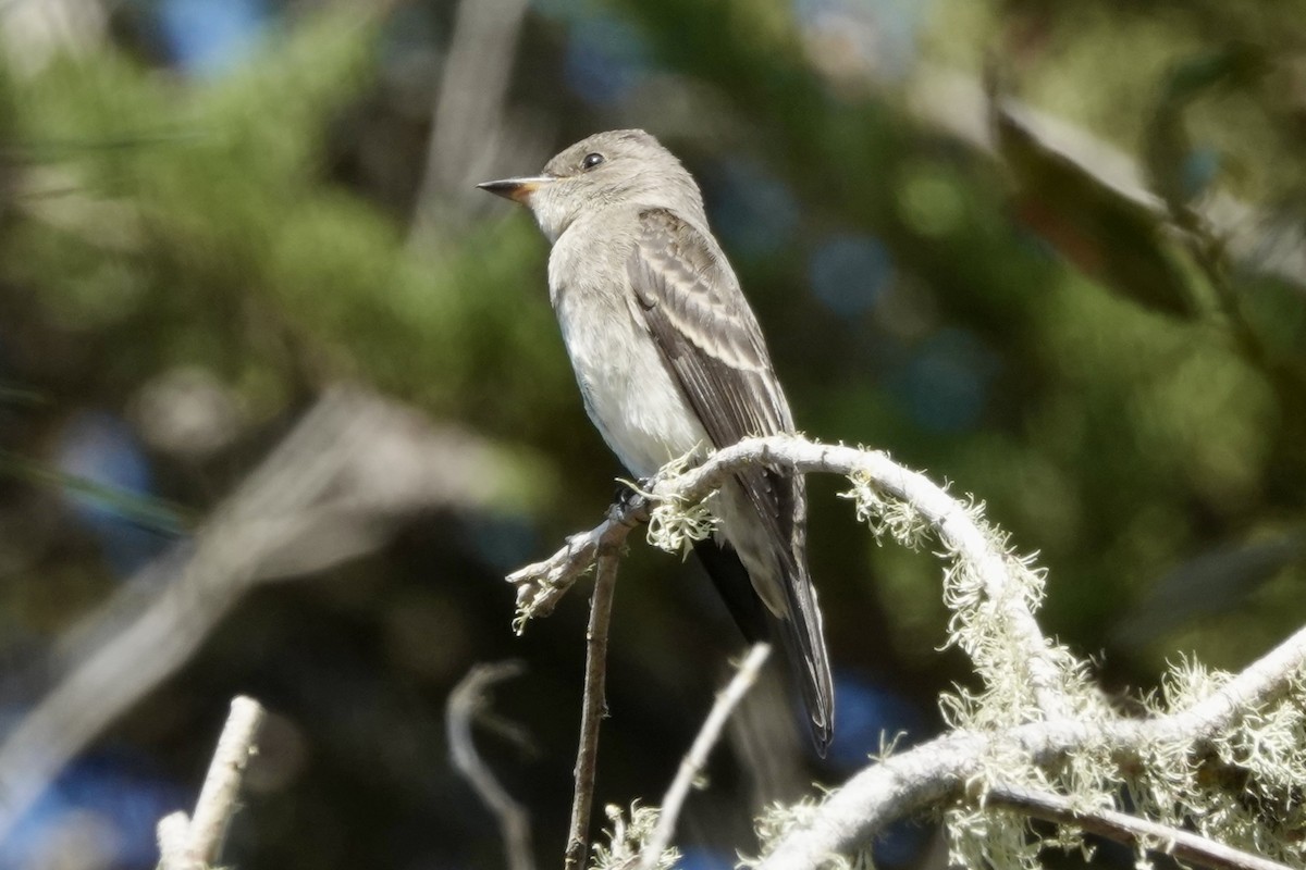 Western Wood-Pewee - ML624102452