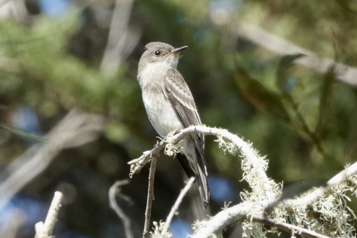 Western Wood-Pewee - ML624102453