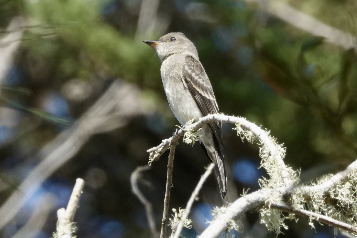 Western Wood-Pewee - Paul Heady