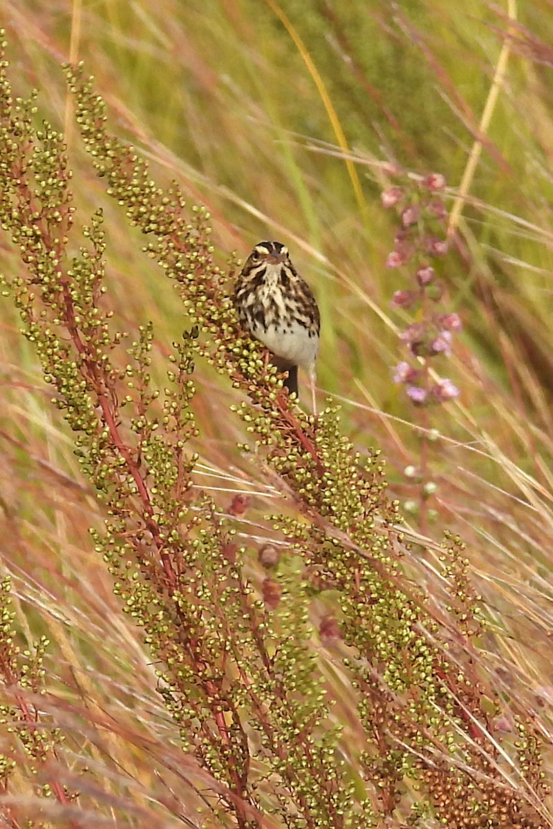 Savannah Sparrow - Nancy Buis