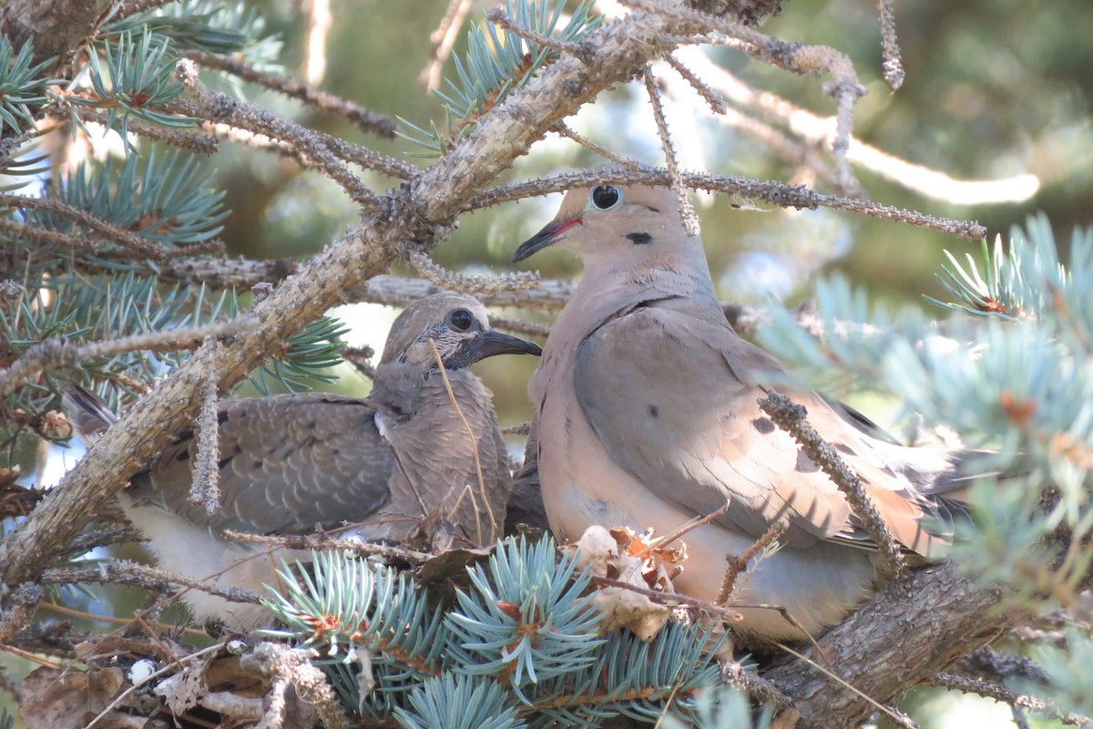 Mourning Dove - ML624102483