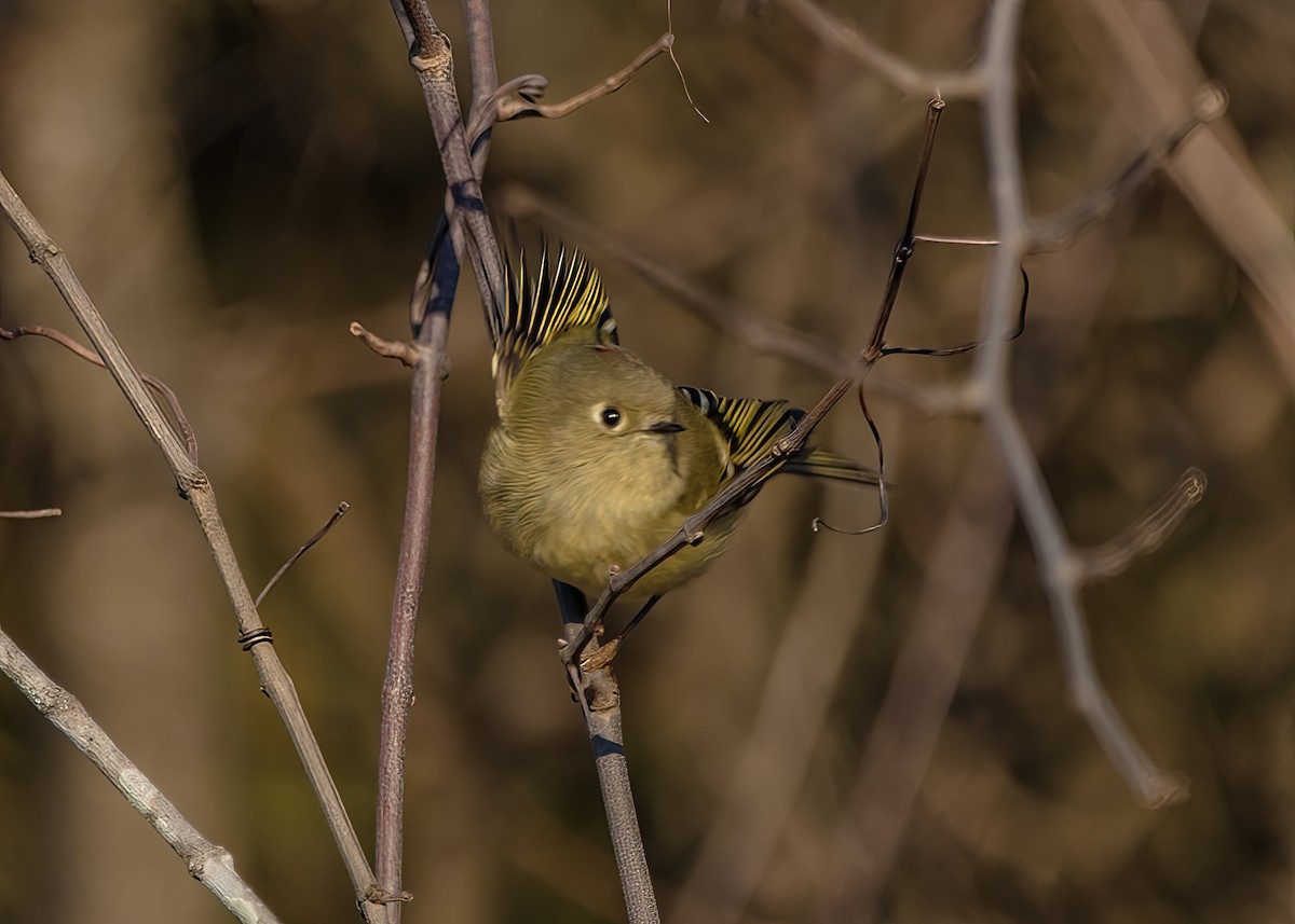 Ruby-crowned Kinglet - Kimberlie Dewey