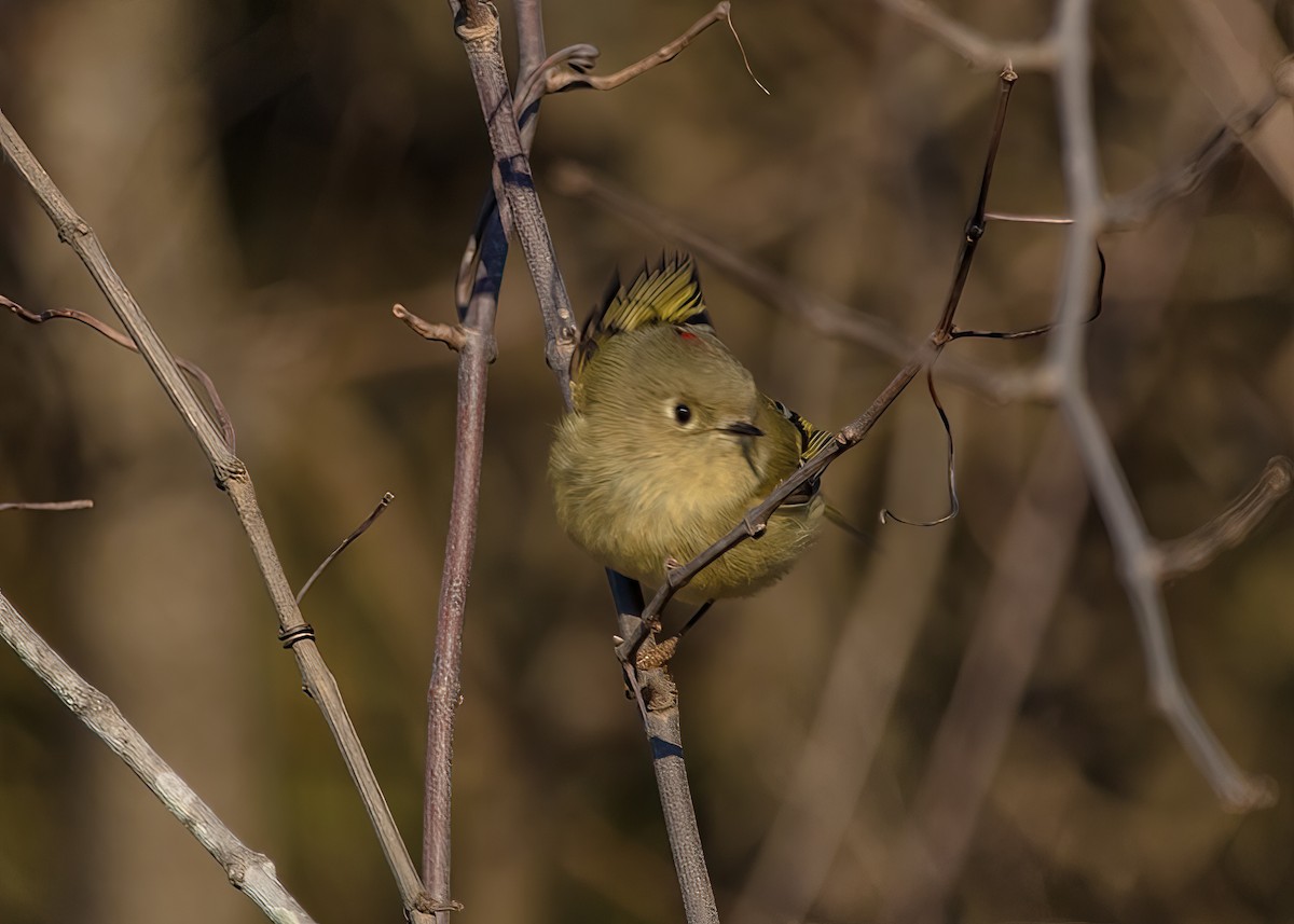 Ruby-crowned Kinglet - Kimberlie Dewey