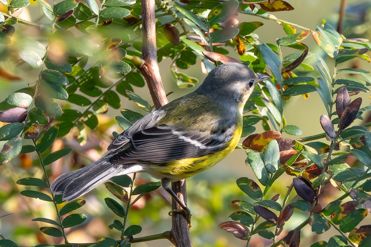 Magnolia Warbler - ML624102512