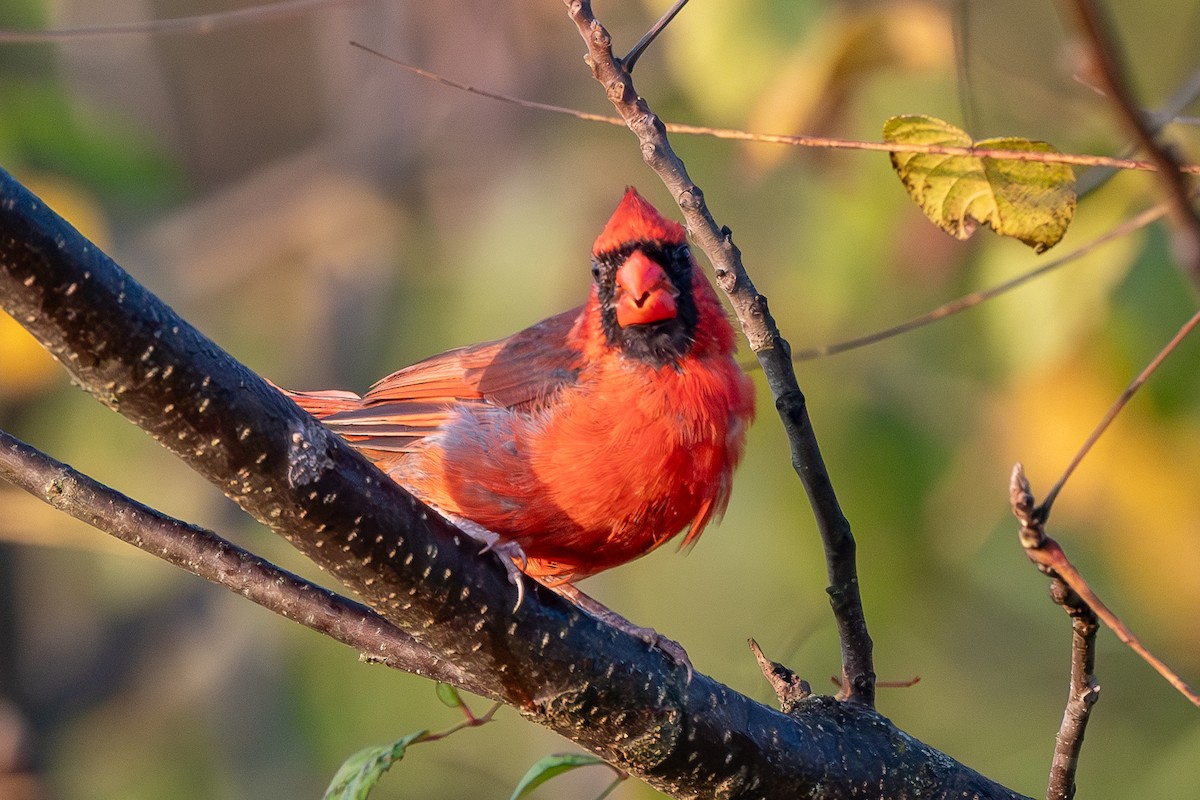 Northern Cardinal - ML624102516