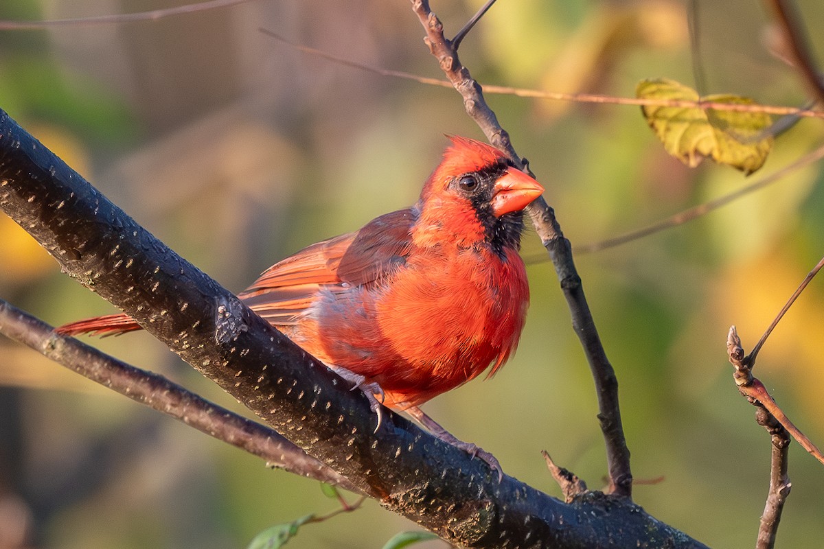 Northern Cardinal - ML624102517