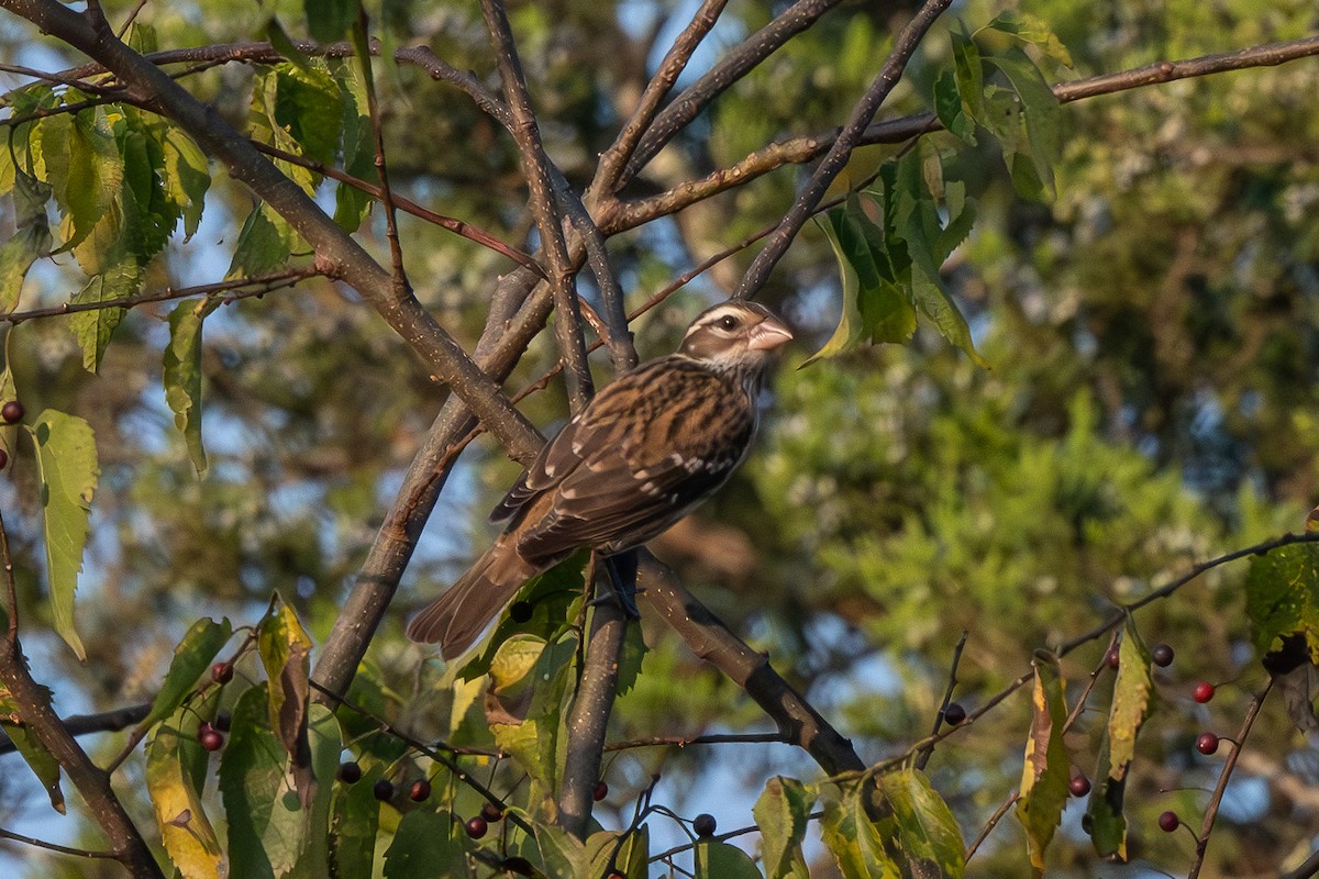 Rose-breasted Grosbeak - ML624102521