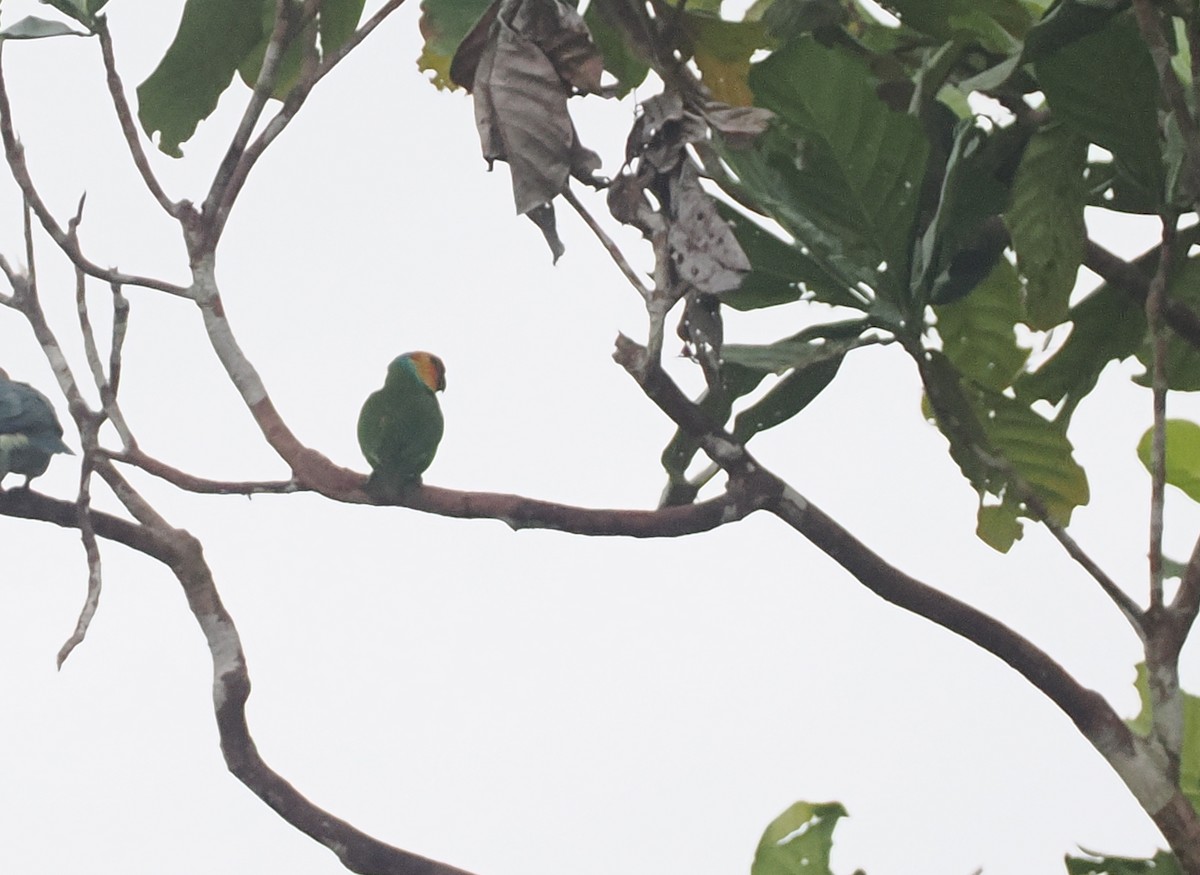 Large Fig-Parrot - ML624102530