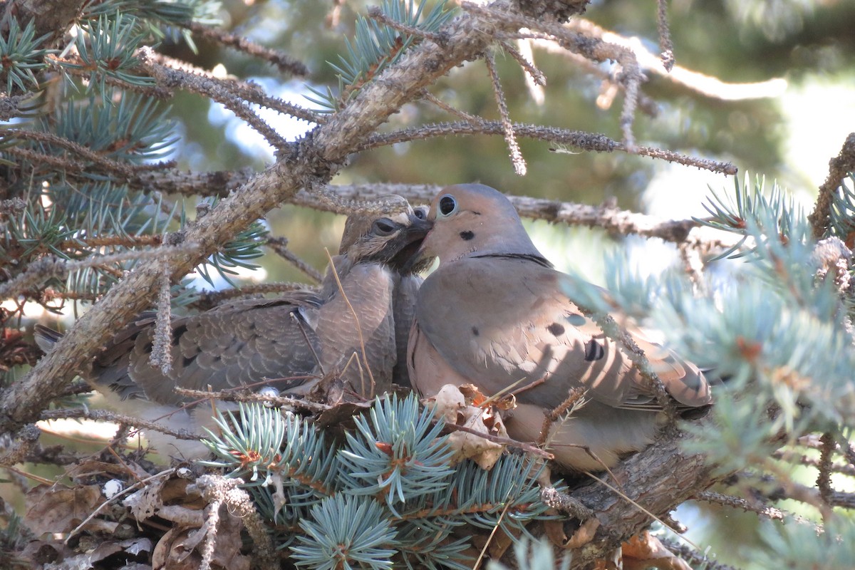 Mourning Dove - ML624102542