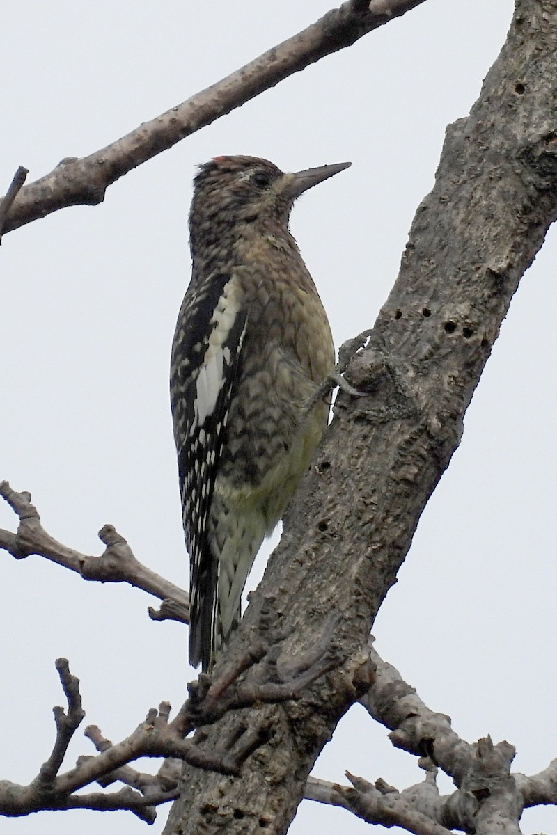 Yellow-bellied Sapsucker - ML624102545