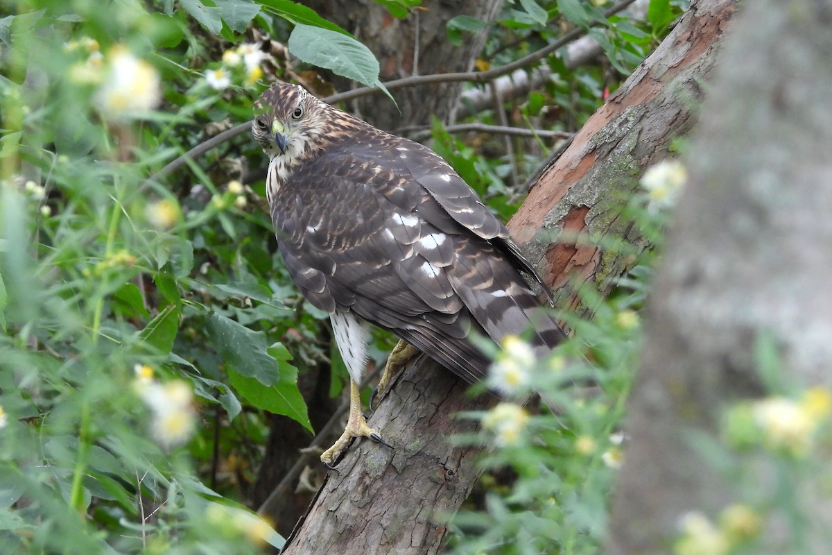 Cooper's Hawk - ML624102558