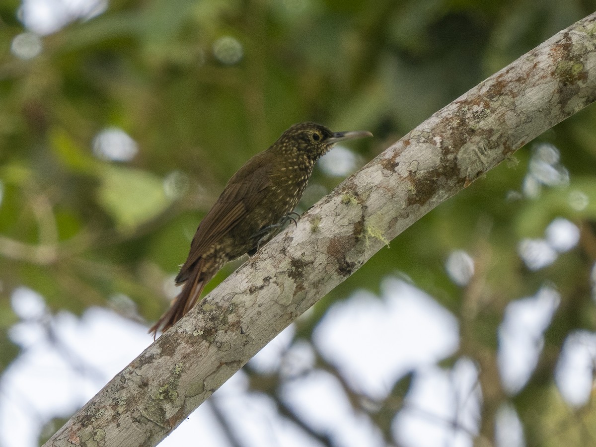 Olive-backed Woodcreeper - Steven Hunter