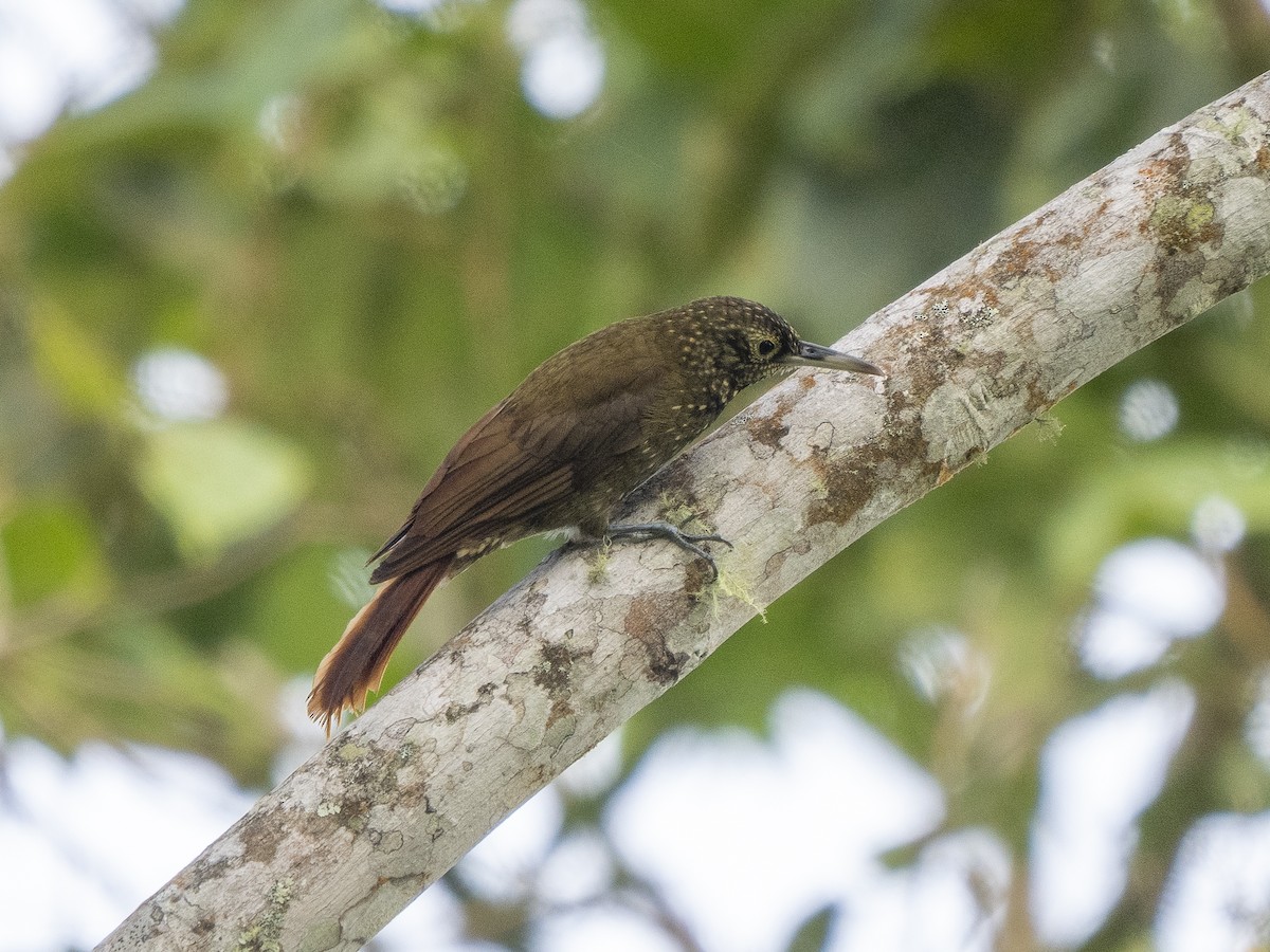 Olive-backed Woodcreeper - ML624102564