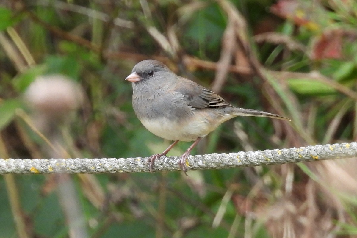 Dark-eyed Junco - ML624102567