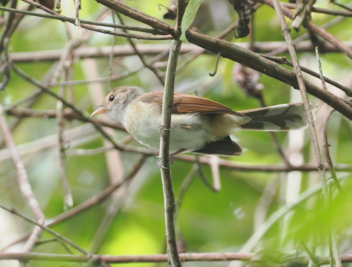 Rufous-backed Fantail - ML624102569