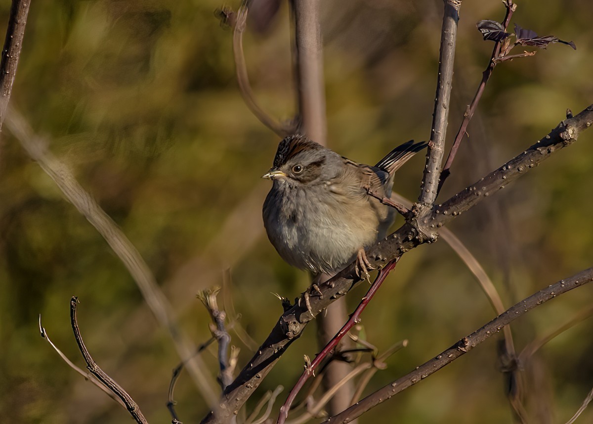 Swamp Sparrow - ML624102571