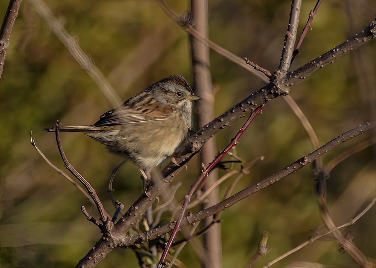 Swamp Sparrow - ML624102572