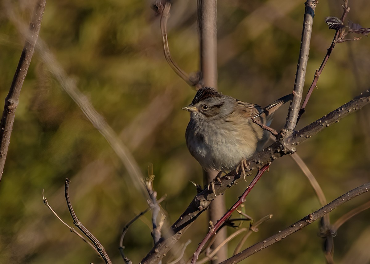 Swamp Sparrow - ML624102573