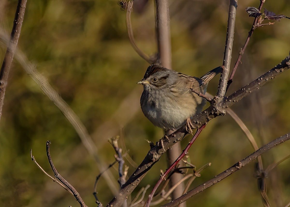 Swamp Sparrow - ML624102574