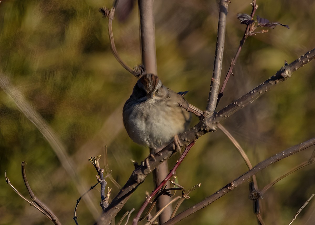 Swamp Sparrow - ML624102575