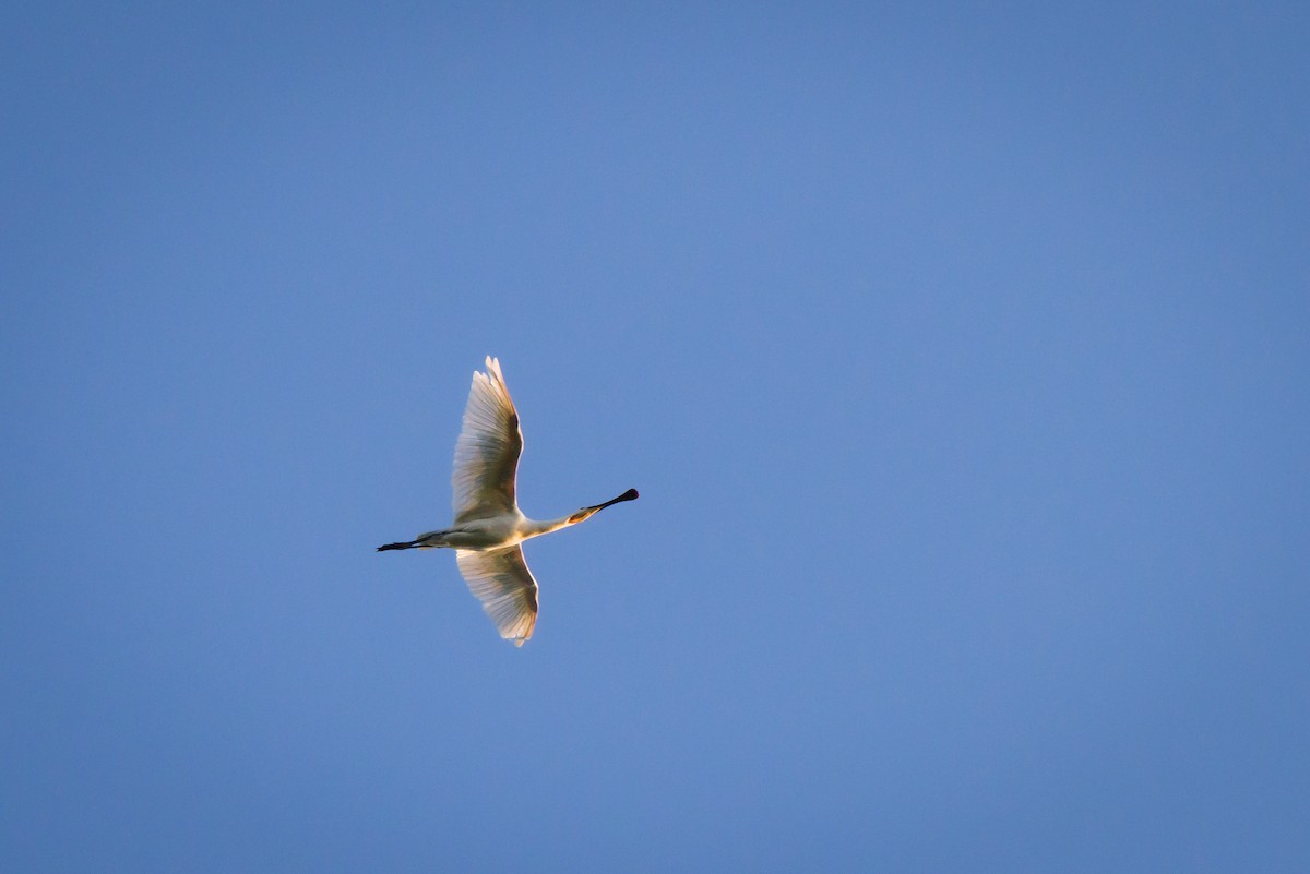Eurasian Spoonbill - ML624102597